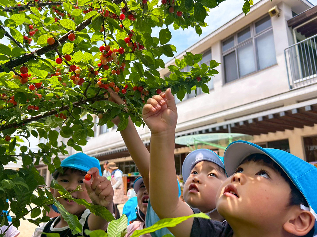 実のなる木を見上げ、季節の実りを味わう子ども達